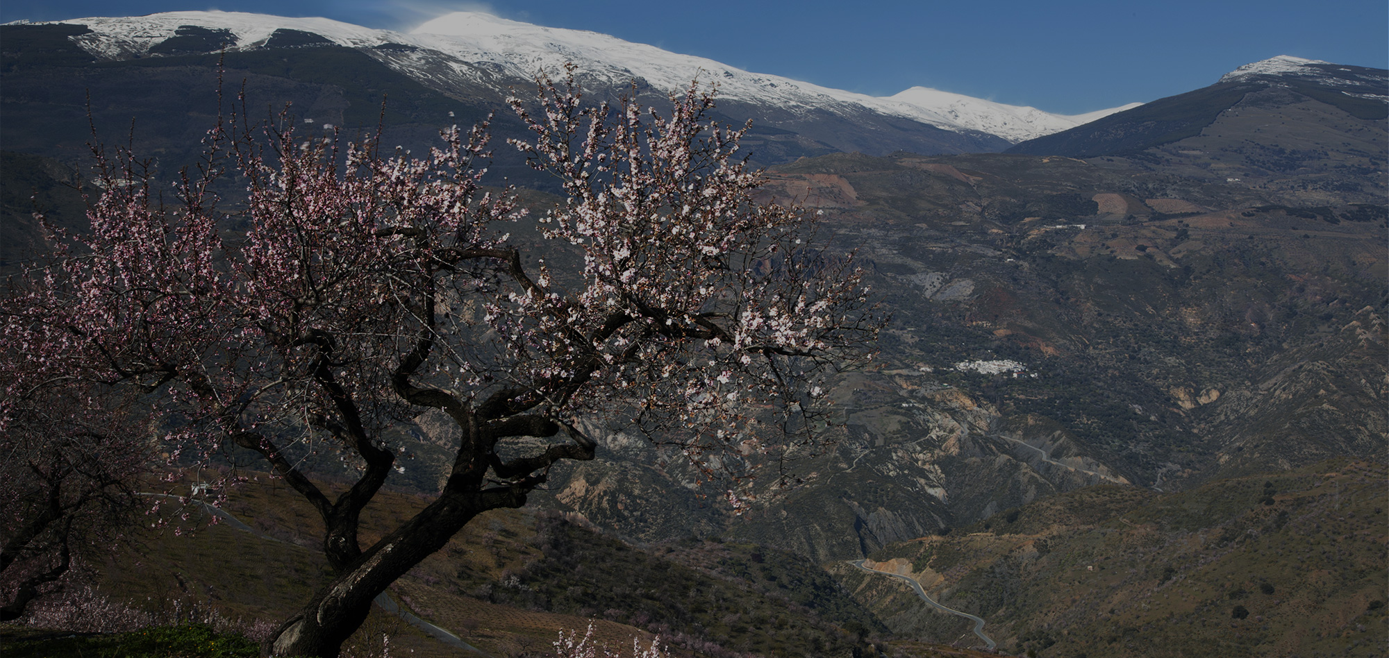 almond farm